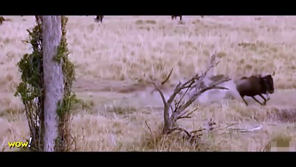 Leopard vs Wild Dogs, Lion, Big Baboon, Buffalo, Snake