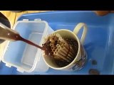 Vide Lengkap Cara Membuat Jelly Cacing Untuk Es Krim Pot Dengan Cepat dan Mudah Bagian 2