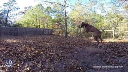 Dog Fetch Fails