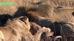 5 Craziest Animal fights caught on Camera # Lion vs Wild Boar, Lippopotamus attacks Buffal
