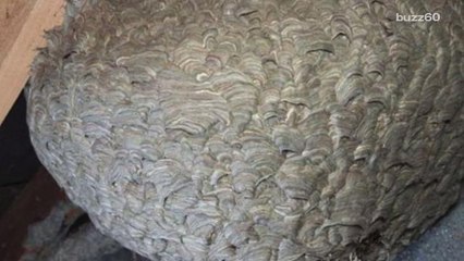 Huge Wasp Nest Found In UK Home