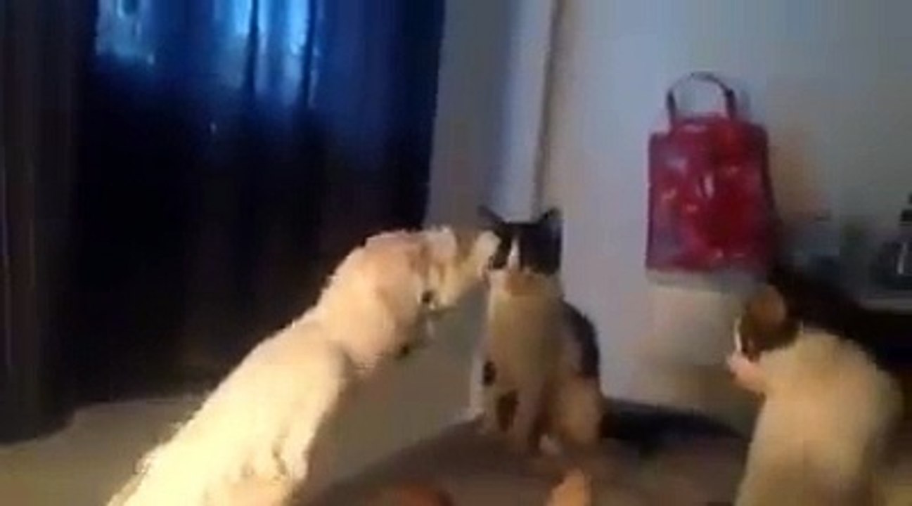Le perroquet qui discute avec les petits chatons