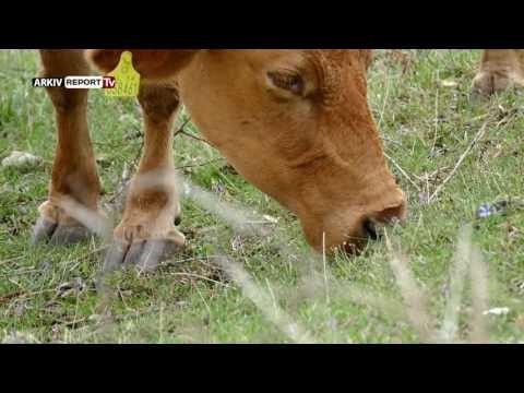 Report TV - MADE IN ALBANIA , PRISKA PRANË TIRANËS NË MADE IN ALBANIA