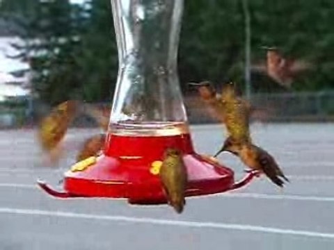 British Columbia Powell River Sunshine Coast Hummingbirds
