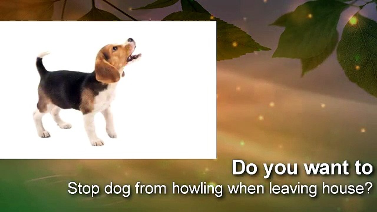 Stop dog from howling when leaving house - Answer