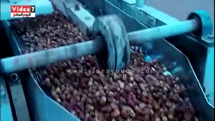 بالفيديو.. تعرف على أنواع وأسعار التمور بالوادى الجديد