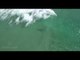 Drone Captures Sharks Feeding on Mullet Bait Ball