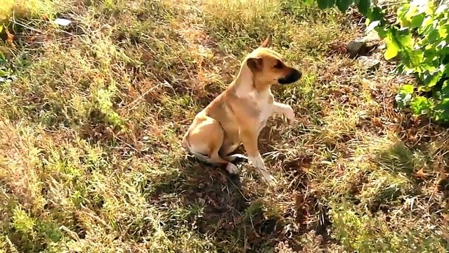 Тут слишком много хохлов