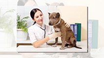 4 Questions to ask before choosing a new veterinarian for your pet