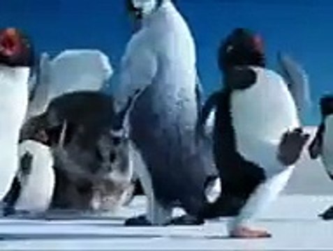 Funny Punjabi Clips Penguins talking funny in Punjabi totay best quality top songs 2016 best songs new songs upcoming songs latest songs sad songs hindi songs bollywood songs punjabi songs movies songs trending songs mujra da