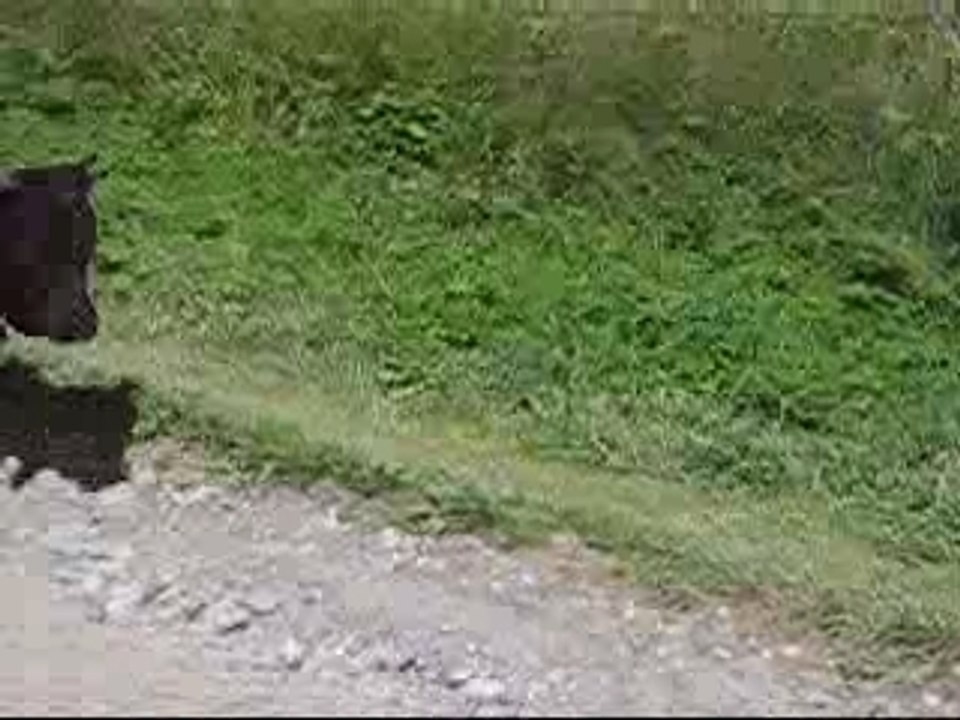 Les vaches de montagne