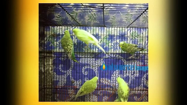 Pet Photography Image Retouching Service for Cheap Cost