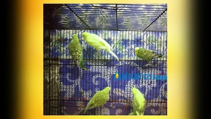 Pet Photography Image Retouching Service for Cheap Cost