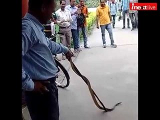 Watch Allahabad University professor catch six feet snake in central library
