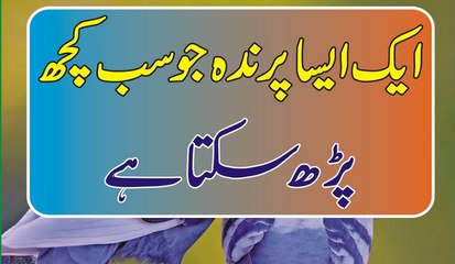 Aik Aisa Parida Jo Sab Kuch Parh Sakhta Hai