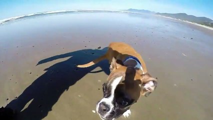 Un Cane la cui Forza di Volontà è Davvero IMMENSA!