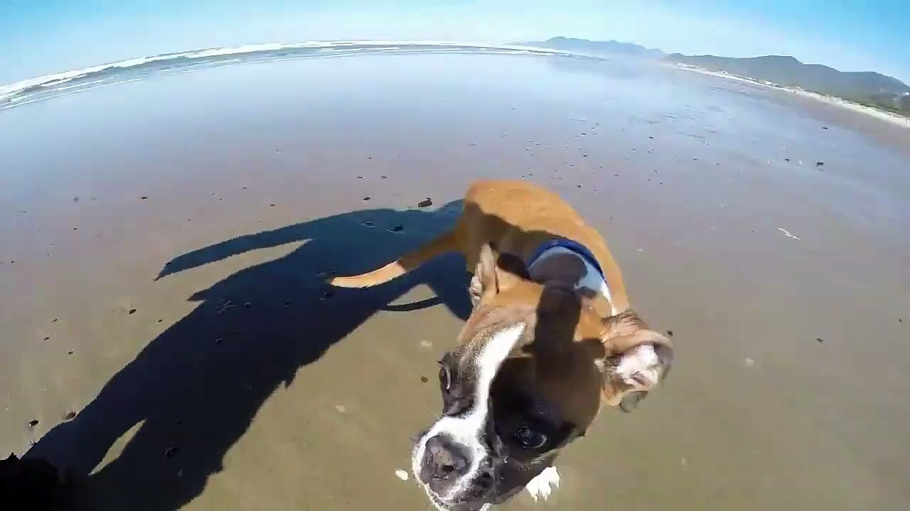 Un Cane la cui Forza di Volontà è Davvero IMMENSA!