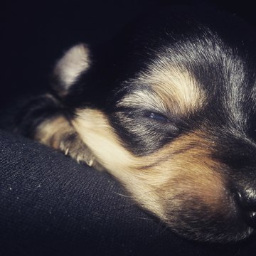 Furry Friend Tag-TAG DE LA MASCOTA-YOUTUBE