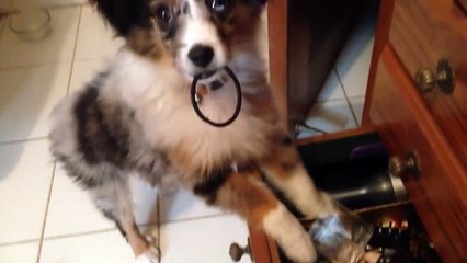 Ce Chien choisi son chouchou pour sa coiffure!