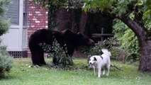 Ce Gros Chien Sauve Un Autre Attaqué Par Un Coyote Vidéo
