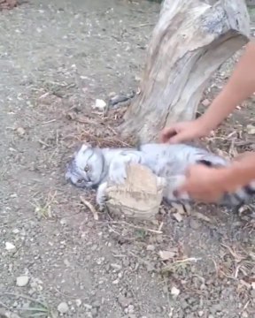 Ce chat ne veut pas lacher son cailloux