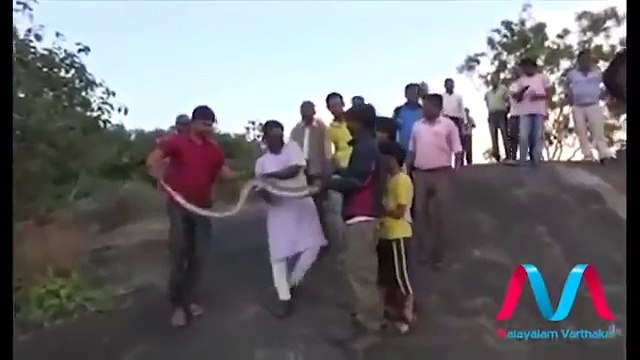 Attaque d'un Python géant pendant un selfie avec le serpent