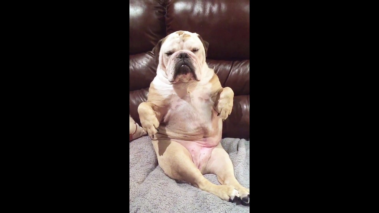 Bouledogue en mode RELAX sur le canapé