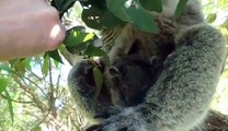 2 bébés jumeaux Koalas sortent du ventre de leur maman