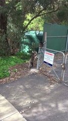 Koala Mum Rescues Cub Stuck on Fence