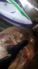 Il retrouve un poisson géant de 2 mètres… dans une rivière