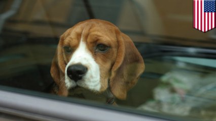 California now allows you to smash through a stranger’s car window to rescue an overheating dog
