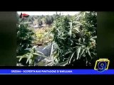 Ordona |   Scoperta maxi piantagione di marijuana, le immagini