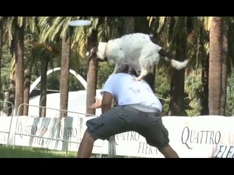 Napoli - Cani volanti alla Mostra d'Oltremare (27.09.16)