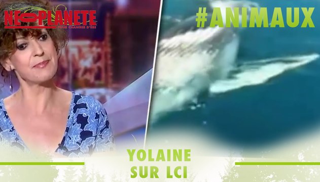 [Yolaine sur LCI] Les animaux ont-ils des talents cachés ?