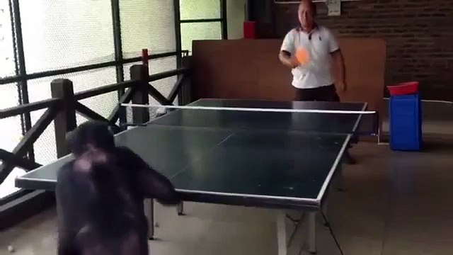 Un chimpanzé joue au ping pong