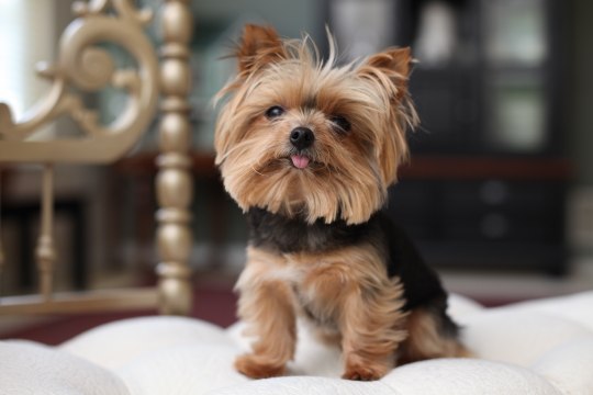 World’s Smallest Working Dog: SUPERPOWER DOGS