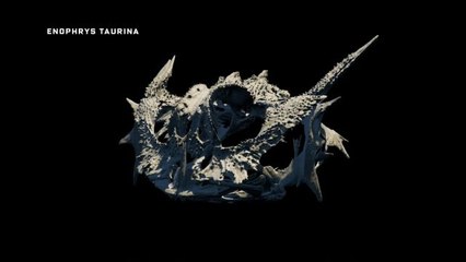 A Scientist's Quest to 3D Scan Thousands of Species