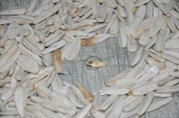 Vatandaşın Aldığı Çekirdek Paketinden Köpek Dişi Çıktı