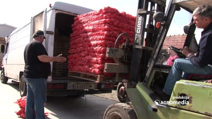 Proizvodnja crnog luka u Srbiji