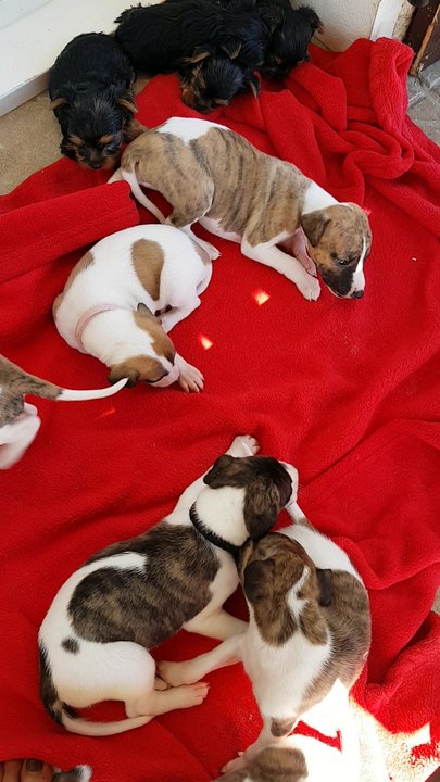 Chiots Whippet 2016