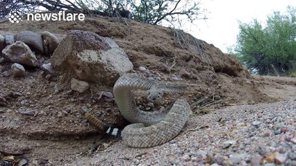 Rattlesnake stares at camera with unnerving intensity
