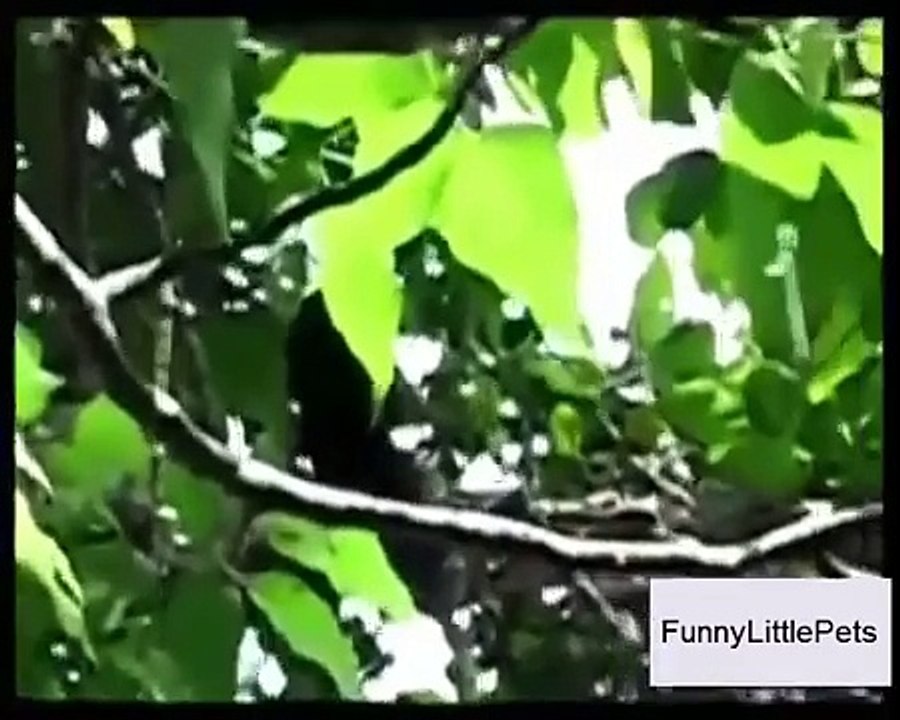 Funny video Animals stealing stuff compilation