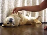 Shiba Inu pretend to be lazy with the owner, so cute dog