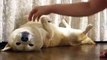 Shiba Inu pretend to be lazy with the owner, so cute dog
