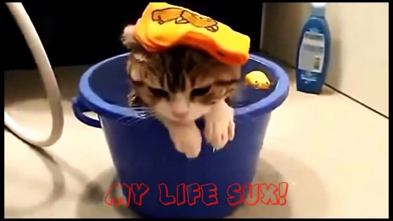 En komik kediler, kedi videoları izle