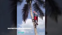 new technique of climbing coconut tree