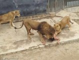 Lion Python, Baboon, Jaguar Amazing Wild Animal Attacks brutally attack people