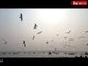 Allahabad: Siberian birds flock again at Sangam