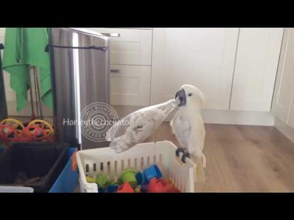 Cockatoo Enthusiastically Tries to Get Nuts From Plastic Bottle