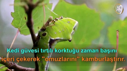 Kılık değiştiren tırtıl düşmana meydan okuyor